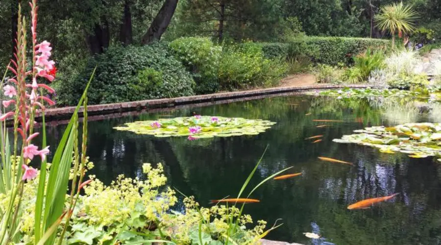 Abbotsbury’s stunning subtropical gardens are a haven for uncommon