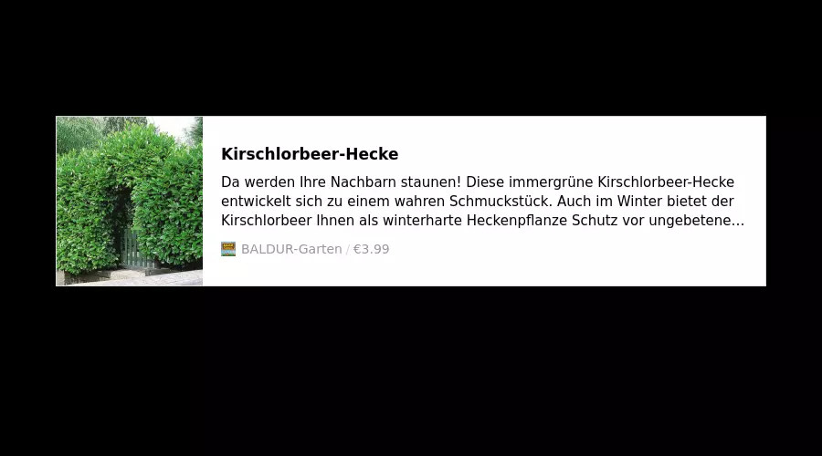Kirschlorbeer-Hecke