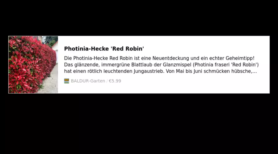 Photinia-Hecke 'Red Robin'