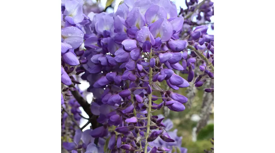 Wisteria Okayama