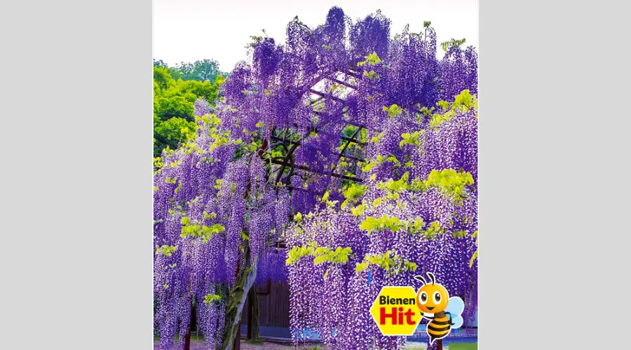 Wisteria Okayama