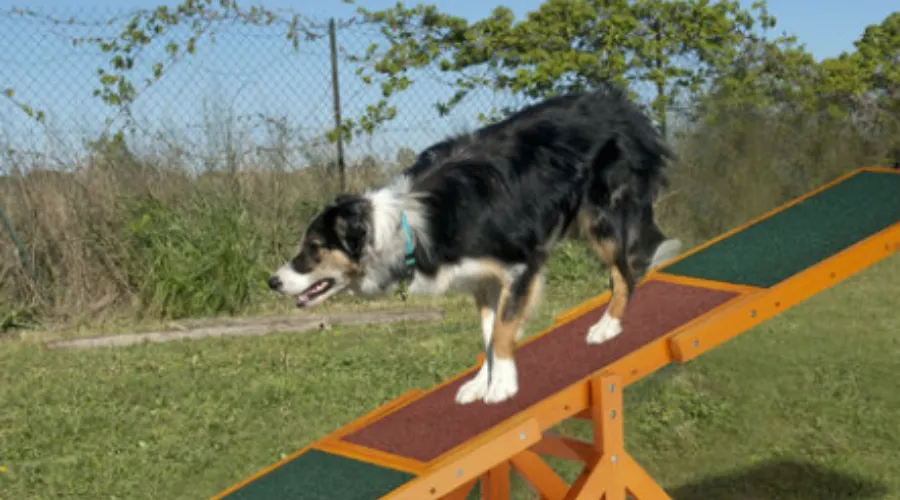 Relaxdays Colourful Wooden Pet Seesaw