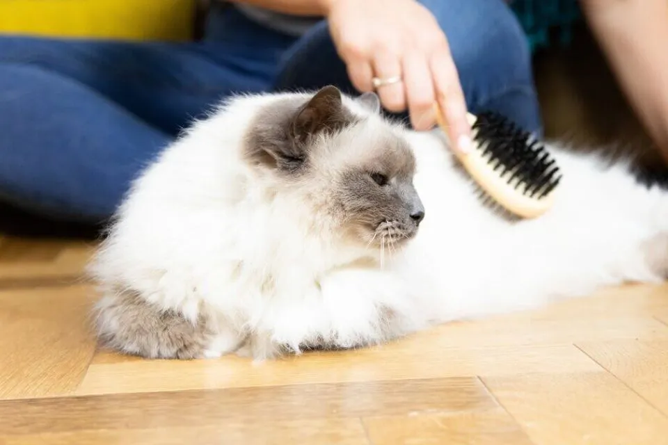 Hair products for cats