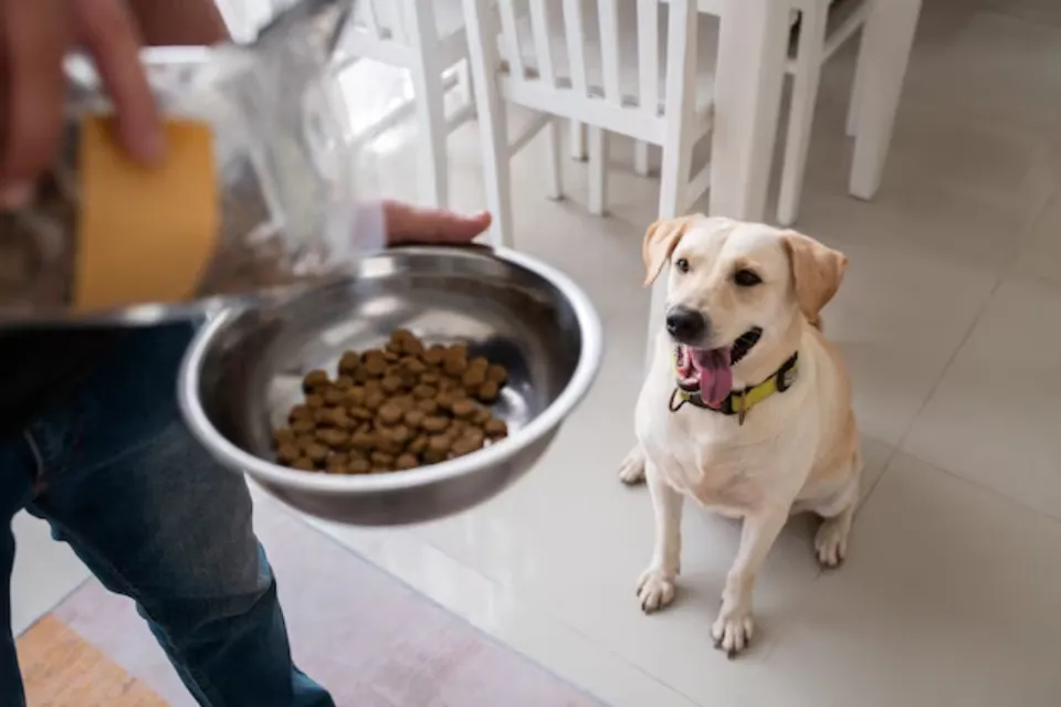 Snacks For Dogs