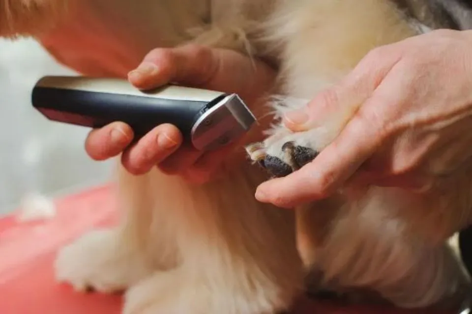 Clippers For Dogs