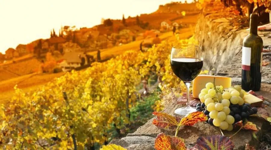Types of Tuscany Wine Tours