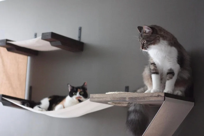 cat wall shelves