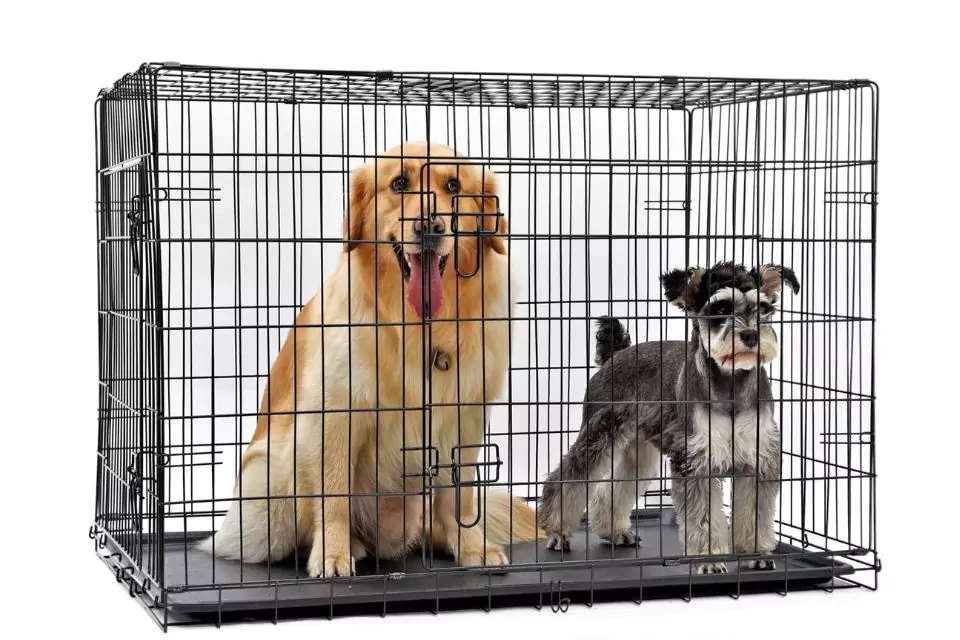 xx large dog crate