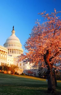 cherry-blossoms-at-the-us-capito